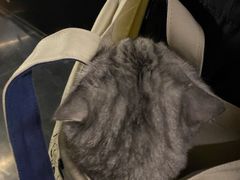 -瑞派天宁宠物医院·猫科·异宠中心