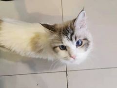 -平行世界·猫咖(首经贸店)