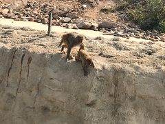 -石家庄市动物园