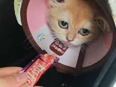 -圣宠动物医院·犬猫专科·影像中心·外科中心