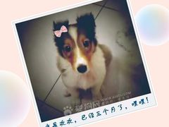 -北京佳信宠物医院
