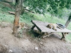 -西安秦岭野生动物园