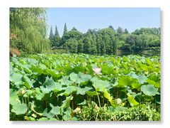 -尚湖风景区