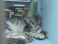 -FAELING PETS美天灵宠物(合生汇店)