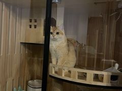 -猫大福·Fortune Cat猫舍(百子湾店)