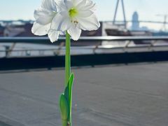-曲阳花鸟市场(曲阳路店)