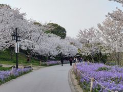 -苏州上方山国家森林公园