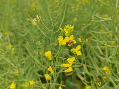 -光明小镇欢乐田园