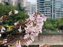 -红星桥(地铁站)