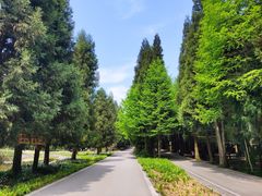 -武陵山森林公园