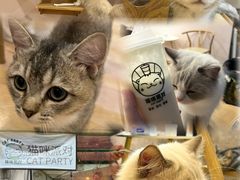 -猫咪派对(江南西店)
