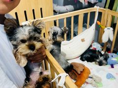 -PETKIT 小佩宠物·德文赛凯猫舍