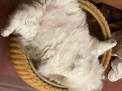 -MOCHA明星猫咖(田子坊店)