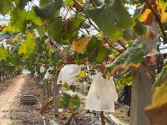 -马陆小张葡萄园农家乐