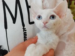 -十年猫舍·猫咪专门店(普陀店)