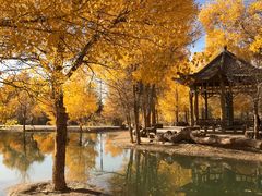 -金塔沙漠胡杨林景区
