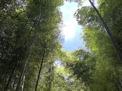 -上海佘山国家森林公园天马山园