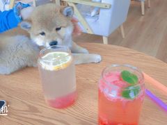 -柴犬小屋·柴餐厅·狗咖食堂(金鼎广场店)