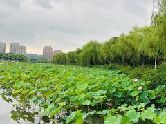 -暨阳湖生态园