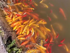 -武汉紫薇都市田园