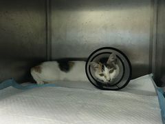 输液的猫-安安宠医·臻爱宠物医院·宠保定点(营门口路分院)