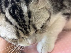 -北京观赏动物医院·24小时大型综合·猫专科·异宠专科