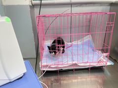 -特一安24小时宠物医院·骨科·中兽医