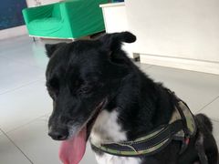 -北京观赏动物医院·24小时大型综合·猫专科·异宠专科