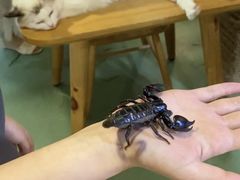 -藦茜花园宠物主题亲子互动体验馆(国顺东路店)