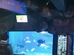 -烟台海昌鲸鲨海洋公园