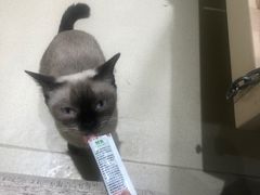 -藏猫猫咖啡主题馆(中央大道店)