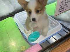 -宠物世家(仲盛世界商城店)