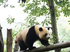 -都江堰中华大熊猫苑