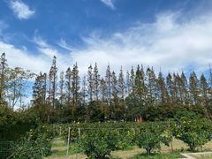 -前小桔亲子创意农场·草莓采摘·露营烧烤