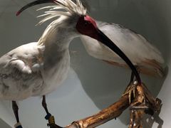 -陕西自然博物馆