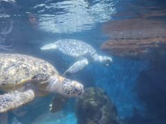 -海合安武汉极地海洋公园