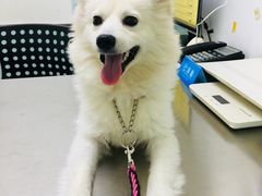 -特一安24小时宠物医院·骨科·中兽医