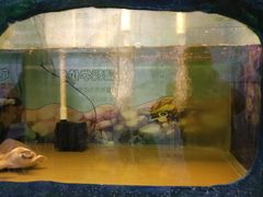 -上海大自然野生昆虫馆(东方明珠·爬宠昆虫探索中心)