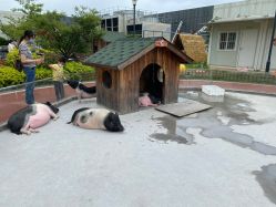 -造物庄园 萌宠纪(苏州湾歌林公园店)