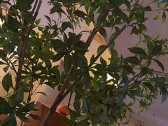 -良木缘咖啡西餐(蜀汉路店)