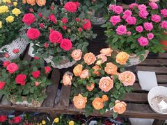 -秦美花卉(天朗·莱茵小城2期店)