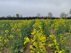 -汉长安城未央宫国家考古遗址公园