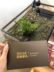 -Sugar苏格婚礼策划工作室