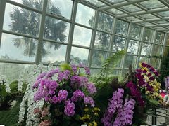 -新加坡植物园