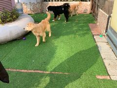 -汪说喵讲宠物乐园宠物酒店(红星美凯龙店)