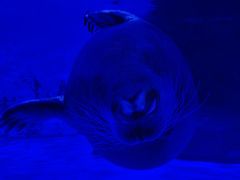 -上海海昌海洋公园-冰山北极馆