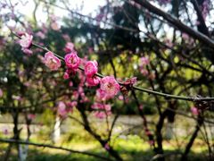 -金陵中学(河西分校)