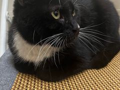 -艾贝尔宠物医院 ·内科全科(梁溪路店)