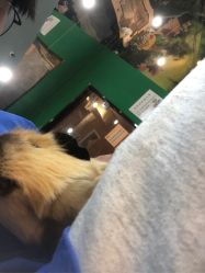 -神奇动物撸宠馆·羊驼·小浣熊·异宠(豫园店)