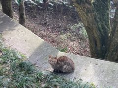 -普陀山风景区-佛顶山